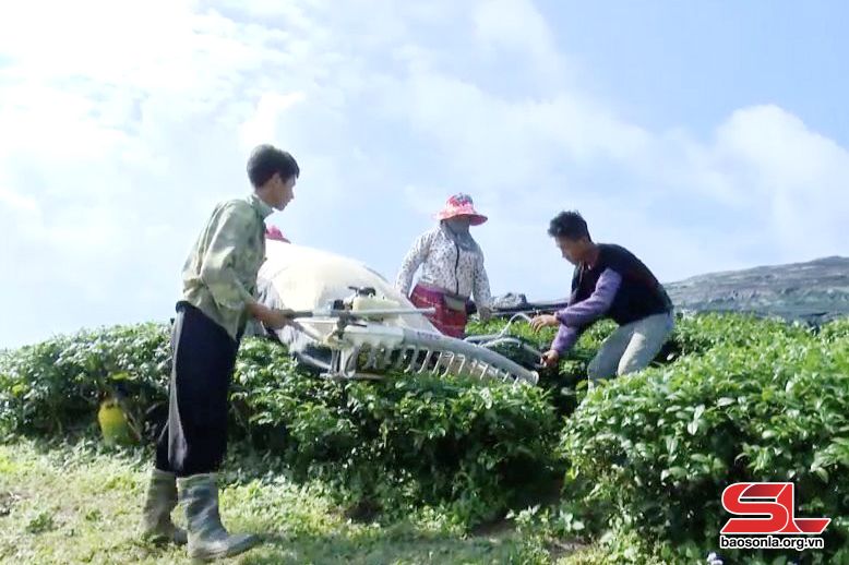 Công nhân Công ty chè Vân Hồ Tea, xã Vân Hồ, huyện Vân Hồ đốn tỉa chè.